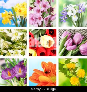 Frühling Blumen collage Stockfoto