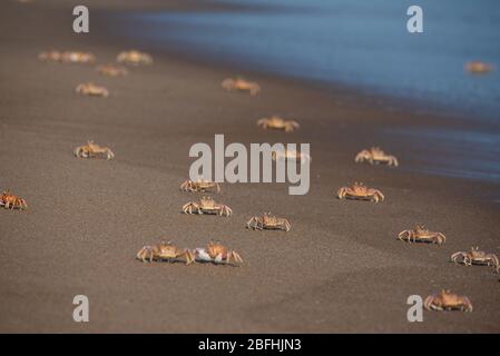 Viele Geisterkrabben, die an einem Strand in Mocambique weglaufen Stockfoto