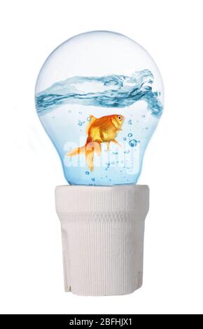 Glühbirne mit Wasser und Fisch im Inneren isoliert auf weiß Stockfoto