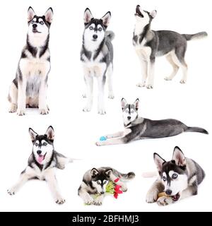 Collage aus niedlichen Husky Welpen isoliert auf weiß Stockfoto