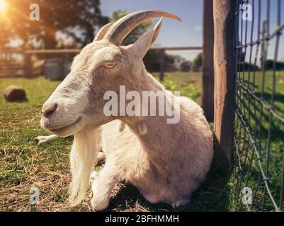 Weißer Billy Goat ruht auf seinem Feld, East Sussex, Großbritannien Stockfoto