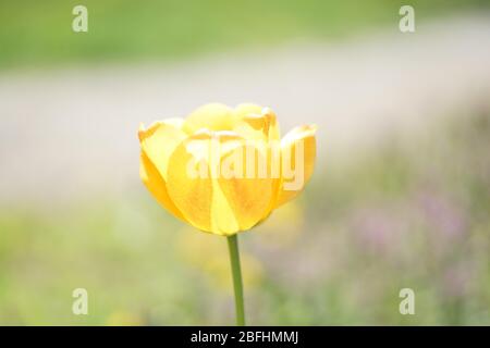 Nahaufnahme der weichen gelben Tulpe im Frühjahr Stockfoto