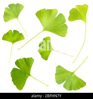 Collage aus Ginkgo biloba Blätter isoliert auf weiß Stockfoto