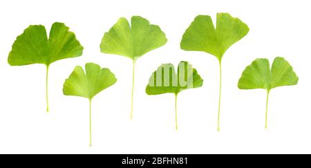 Collage aus Ginkgo biloba Blätter isoliert auf weiß Stockfoto