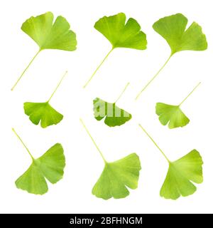 Collage aus Ginkgo biloba Blätter isoliert auf weiß Stockfoto