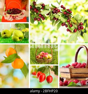 Collage aus Gartenfrüchten und Beeren Stockfoto