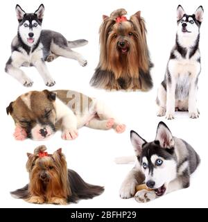 Collage verschiedener Hunde isoliert auf weiß Stockfoto
