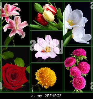 Collage aus schönen Blumen auf schwarzem Hintergrund Stockfoto