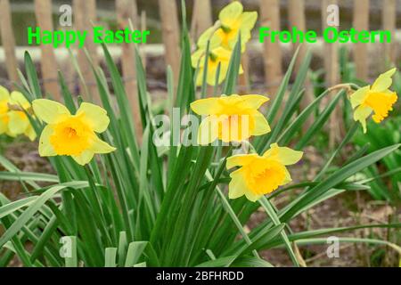 Osterglocken am Holzzaum Stockfoto