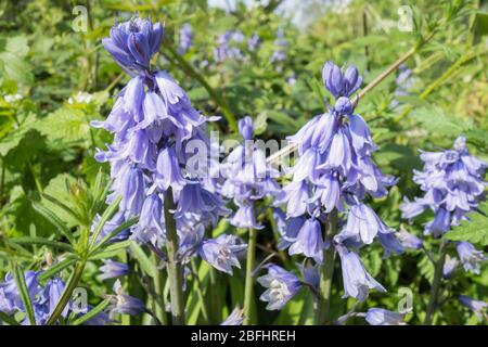 Nahaufnahme von Hyacinthoides non-scripta die gemeinsame Bluebell Stockfoto