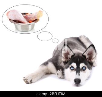 Niedlicher Husky Welpe träumt von Fleisch, isoliert auf weiß Stockfoto