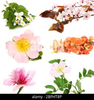 Collage aus blühenden Zweigen im Frühling isoliert auf weiß Stockfoto