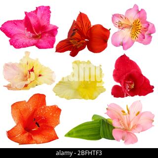 Schöne Knospen von Gladiolus und Alstroemeria Blüten isoliert auf weiß Stockfoto