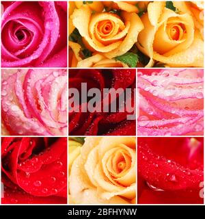 Collage aus schönen Blumen mit Wassertropfen Stockfoto