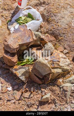 Pachamama-Feier mit Alkoholzigaretten und Coca-Blättern vor dem Picknick im Freien, Susques, Department Jujuy, Argentinien, Lateinamerika Stockfoto