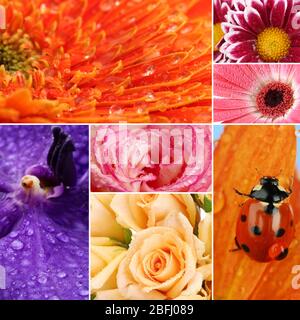 Collage aus schönen Blumen mit Wassertropfen Stockfoto