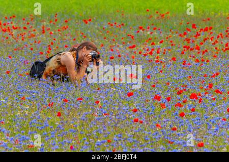 Ein Mädchen, das auf den Feldern der Linsen und Mohnblumen fotografiert (Piani di Castelluccio). Stockfoto