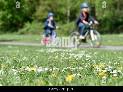 Essen, Deutschland. April 2020. Zwei Kinder fahren mit dem Fahrrad vorbei an blühenden Gänseblümchen und Löwenzahn. Trotz der Corona-Pandemie genießen viele Menschen das schöne Wetter draußen. Quelle: Caroline Seidel/dpa/Alamy Live News Stockfoto