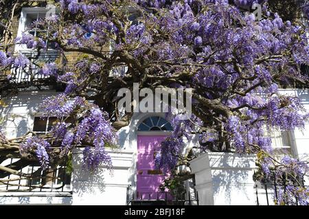 Glyzinien in der Blüte in Kensington, London. Stockfoto