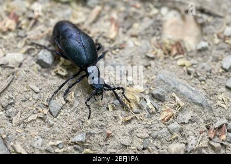 Giftiger Schwarzkäfer (Meloe proscarabaeus, Blisterkäfer) auf Waldboden - Insekt des Jahres 2020 Stockfoto