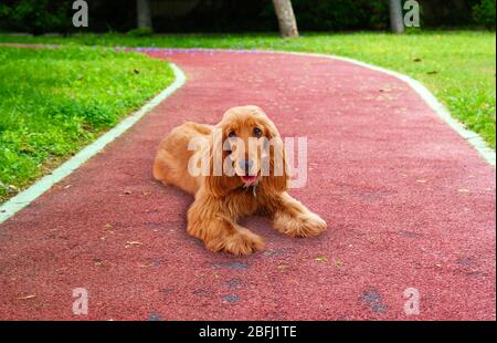 Schöne Cocker Spaniel draußen Stockfoto