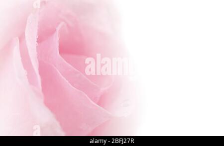 Schöne rosa Rose, isoliert auf weiss Stockfoto