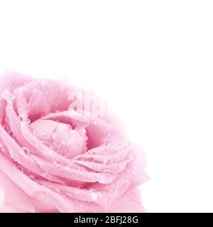 Schöne rosa Rose, isoliert auf weiss Stockfoto