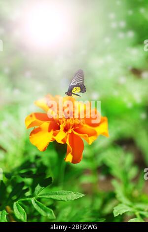 Orangene französische Ringelblume (Tagetes patula) mit Schmetterling Stockfoto