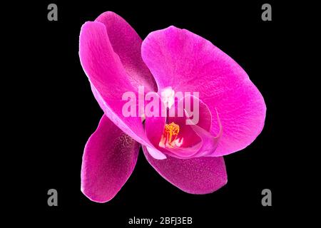 Extreme Nahaufnahme von violetter Phalaenopsis oder Moth-Orchidee aus isoliert auf Schwarz Stockfoto