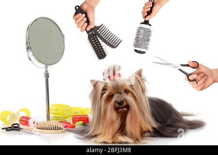 Yorkshire Terrier Pflege im Salon für Hunde Stockfoto