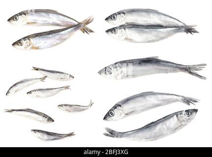 Collage aus frischen Fischen, isoliert auf Weiß Stockfoto