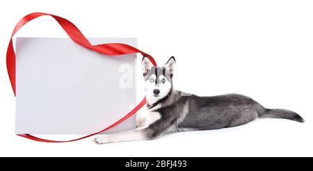 Niedlicher Husky Welpe mit leerer Grußkarte, isoliert auf weiß Stockfoto