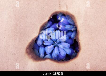Muscari - Hyazinthe durch Loch in Bastelpapier Stockfoto