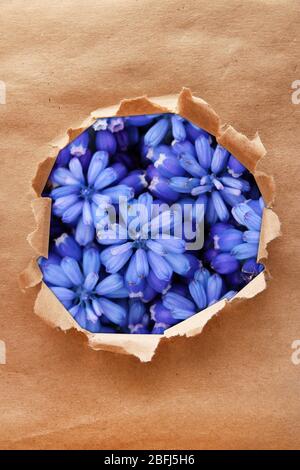 Muscari - Hyazinthe durch zerrissenes Bastelpapier Stockfoto