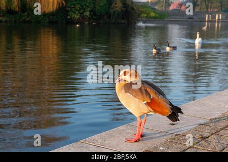 Eton, Windsor, Berkshire, Großbritannien. April 2020. Eine Eigptiangans ruht in der frühen Morgensonne neben der Themse. Kredit: Maureen McLean/Alamy Stockfoto