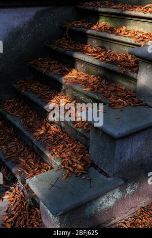 Alte Steintreppe mit Stufen, die mit herbstlichen Blättern bedeckt sind Stockfoto