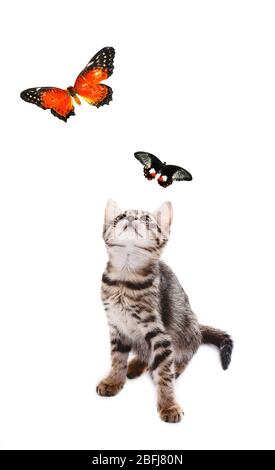 Niedliche Kätzchen spielen mit Schmetterlingen isoliert auf weiß Stockfoto