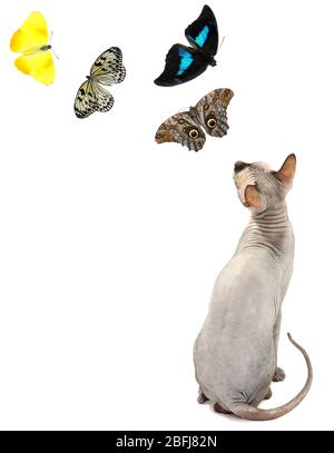 Süße Katze und Schmetterlinge auf weiß isoliert Stockfoto