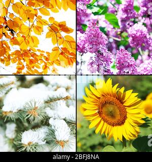 Vier Jahreszeiten Collage: Winter, Frühling, Sommer, Herbst Stockfoto