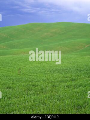 Italien. Toskana. Frischer grüner Weizen am Hang. Stockfoto