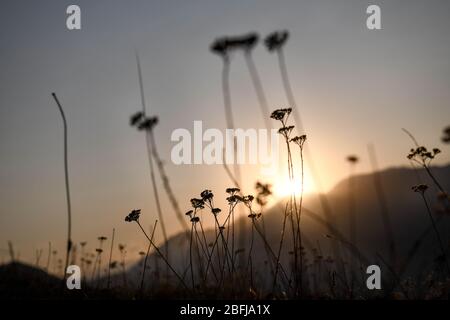 Kaukasus, Georgien, Tusheti Region, Omalo. Blumenbeet beleuchtet von der untergehenden Sonne hinter einem Bergmassiv Stockfoto