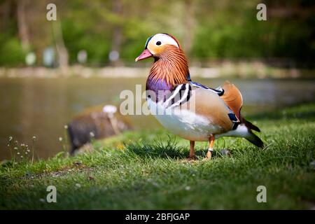 Mandarinente beim Wandern und Stehen auf den Wiesen auf dem Gras nahe dem Teich Stockfoto