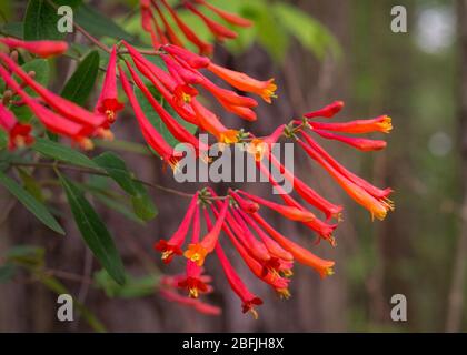 Die Trompete Geißblatt Rebe (Lonicera sempervirens) wächst nativ hier in Zentral-Nord-carolina Stockfoto