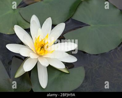 American White Waterlily (Nymphaea odorata) hat gerade in einem Garten Pool auf biltmore Anwesen, asheville NC eröffnet Stockfoto