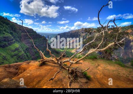 Dead Tree überblickt das Waimea Valley. Aufgenommen von der Hälfte des Weges durch das Tal auf der Insel Kauai Stockfoto