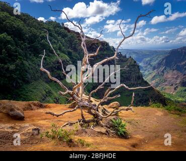 Dead Tree überblickt das Waimea Valley. Aufgenommen von der Hälfte des Weges durch das Tal auf der Insel Kauai Stockfoto