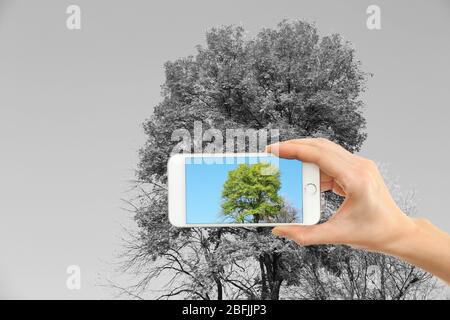 Handgemacht Foto von Baum mit dem Smartphone Stockfoto