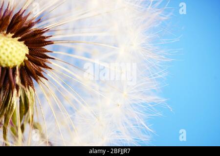 Schöne Löwenzahn mit Samen auf blauem Hintergrund Stockfoto