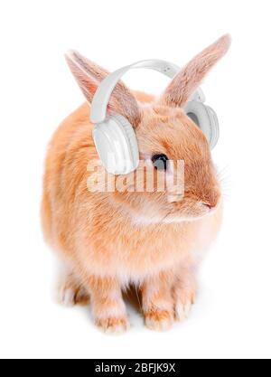 Rotes Kaninchen mit Kopfhörern isoliert auf weiß Stockfoto
