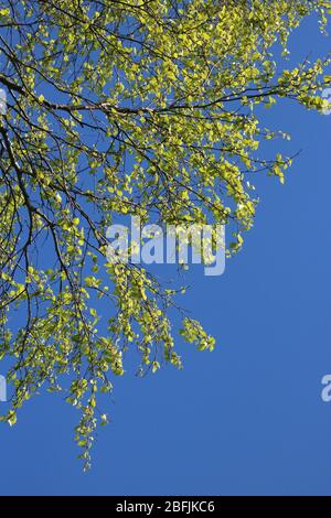 Silberbirke, betula pendula, Baum mit neuen grünen Blättern, die sich an einem sonnigen Frühlingstag vor einem klaren blauen Himmel öffnen. Stockfoto